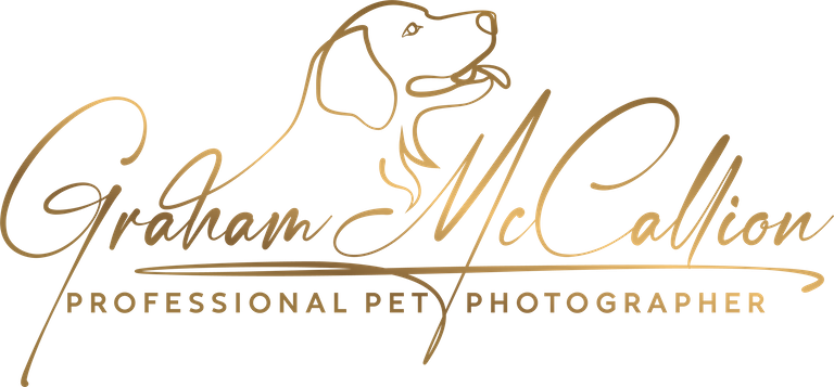 Professional pet photographer Swindon