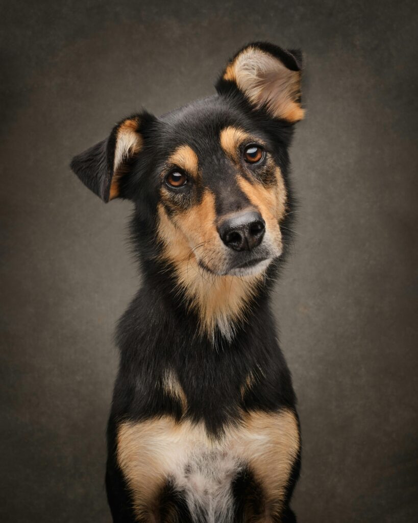 Professional pet photographer Swindon