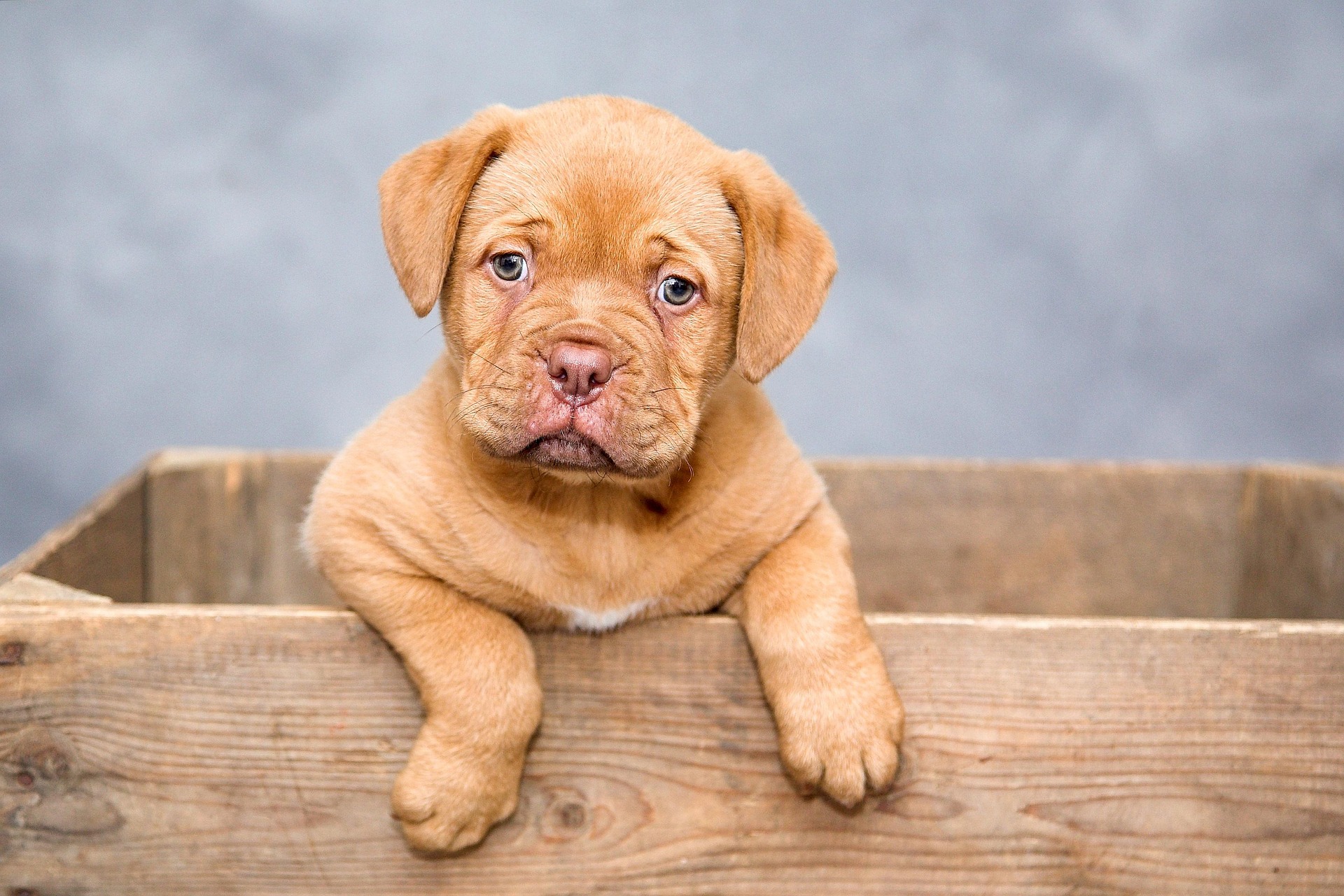 Graham McCallion professional pet phootographer Swindon dogs